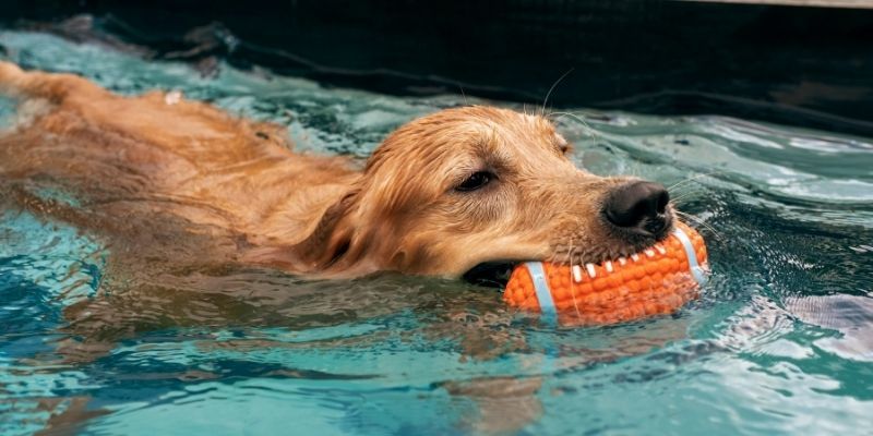 Water therapy for 2024 dogs near me